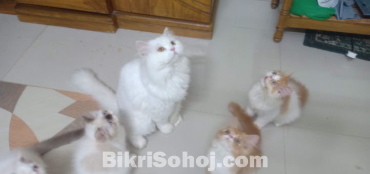 Kitten sale hobe